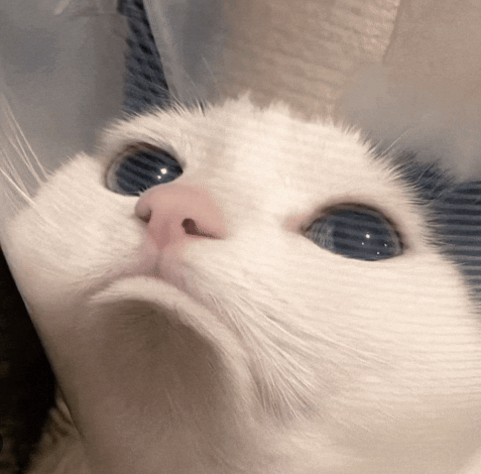 disapproving cat