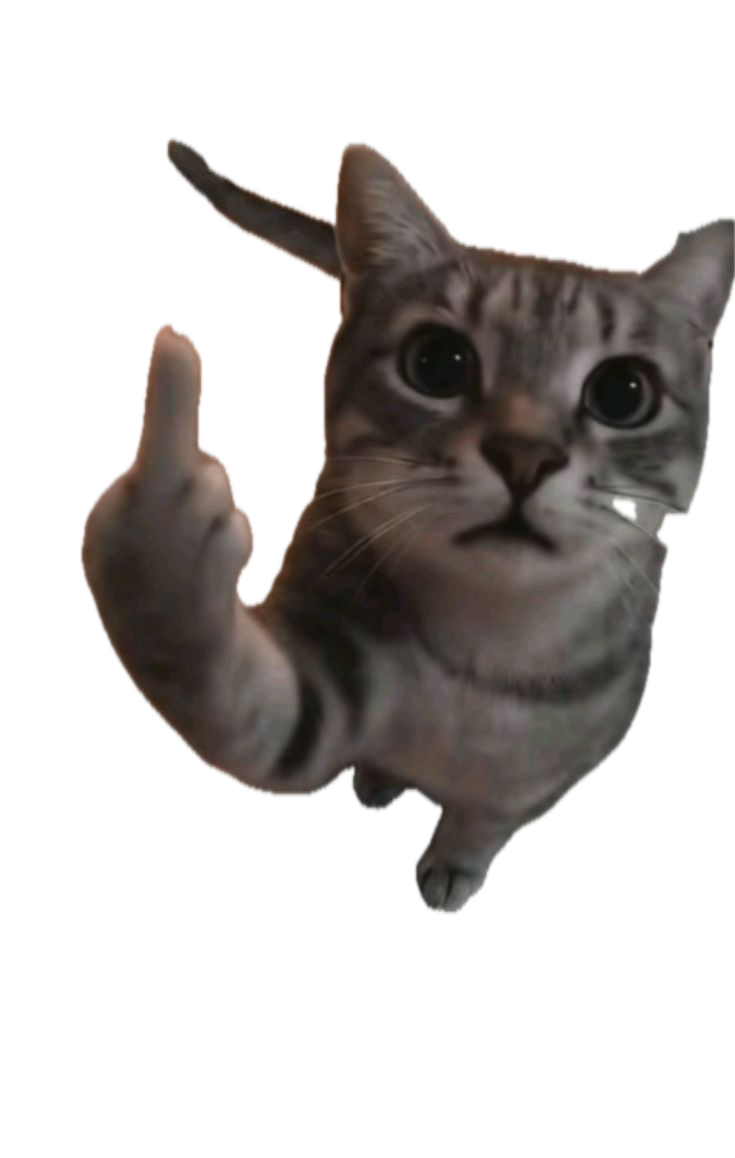 rude cat
