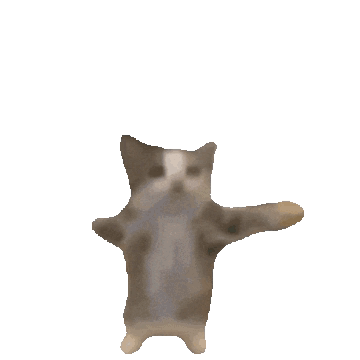 happy jumping cat