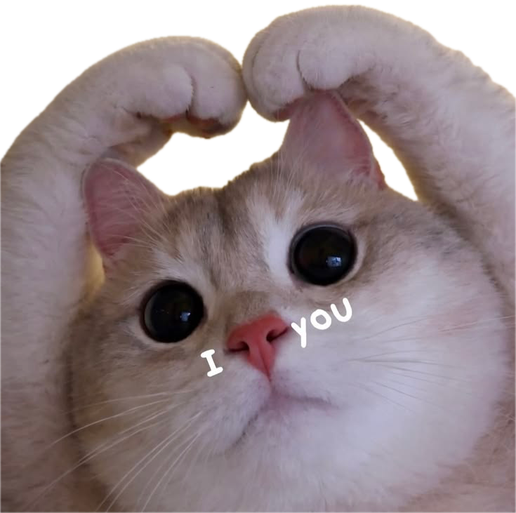 kitty love
